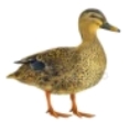 C:\Users\User\Desktop\depositphotos_43067181-stock-photo-female-mallard-duck-isolated-on.jpg